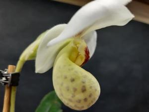 Paphiopedilum emersonii