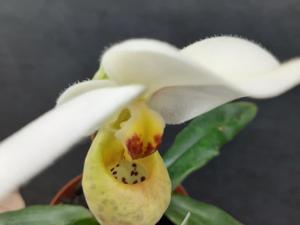 Paphiopedilum emersonii