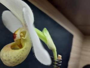 Paphiopedilum emersonii