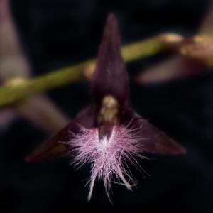 Bulbophyllum saltatorium var. albociliatum