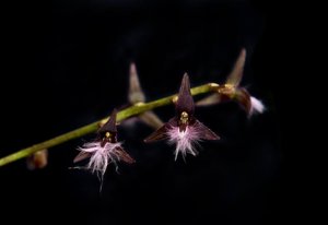 Bulbophyllum saltatorium var. albociliatum