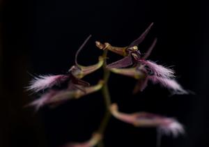 Bulbophyllum saltatorium var. albociliatum