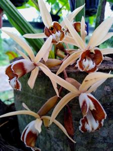 Coelogyne pulverula