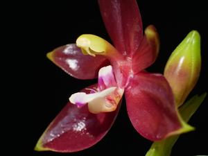 Phalaenopsis cornu-cervi