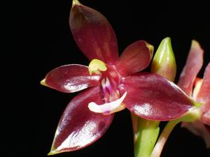 Phalaenopsis cornu-cervi