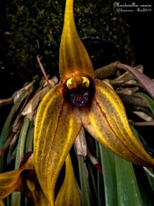 Masdevallia caesia