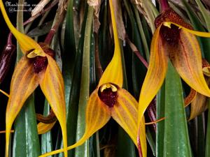 Masdevallia caesia