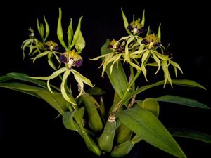 Prosthechea cochleata