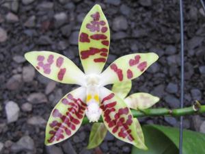 Phalaenopsis sumatrana