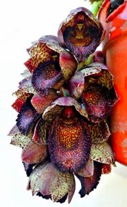 Catasetum ivaneae