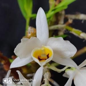 Dendrobium bensoniae