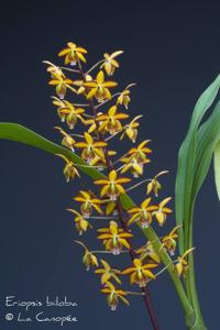 Eriopsis biloba