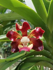 Vanda merrillii