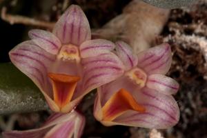 Dendrobium lichenastrum