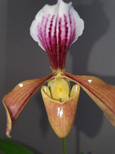 Paphiopedilum gratrixianum