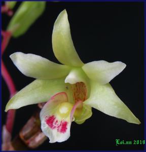 Dendrobium officinale