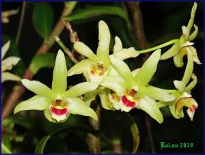 Dendrobium officinale