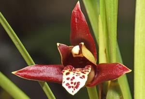 Maxillaria tenuifolia