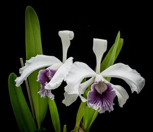 Cattleya purpurata