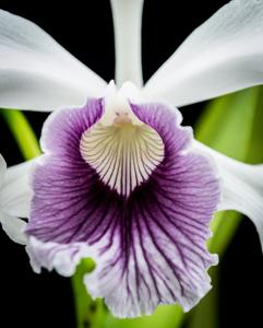 Cattleya purpurata