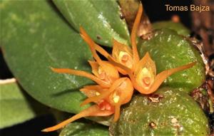 Bulbophyllum sutepense