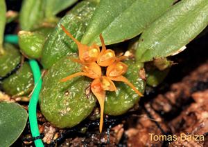 Bulbophyllum sutepense