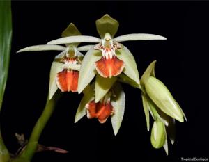 Coelogyne salvaneraniana