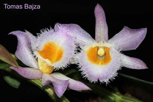 Dendrobium loddigesii