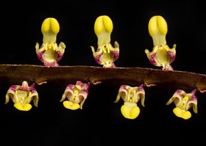 Bulbophyllum falcatum