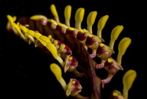 Bulbophyllum falcatum