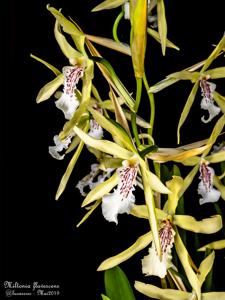 Miltonia flavescens