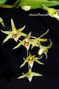 Dendrobium officinale