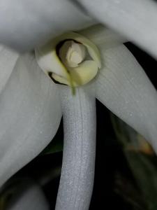 Dendrobium amboinense