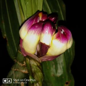 Acanthophippium bicolor