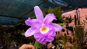 Sobralia rogersiana