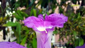 Sobralia rogersiana