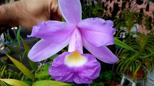 Sobralia rogersiana