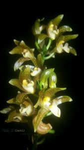 Chrysoglossum ornatum