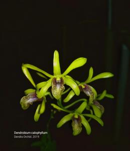 Dendrobium calophyllum