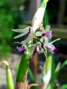 Scaphyglottis stellata