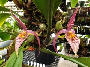 Bulbophyllum membranifolium subsp. inunctum