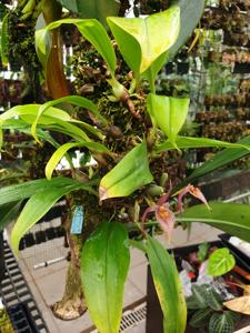 Bulbophyllum membranifolium subsp. inunctum