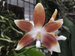 Phalaenopsis tetraspis