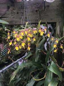 Oncidium ghiesbreghtianum