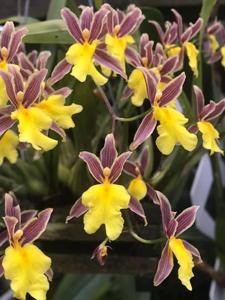 Oncidium ghiesbreghtianum