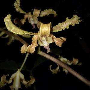 Dendrobium discolor