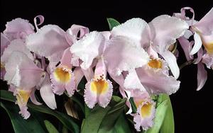 Cattleya schroederae