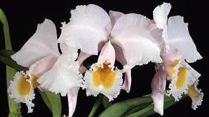 Cattleya schroederae