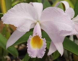 Cattleya schroederae