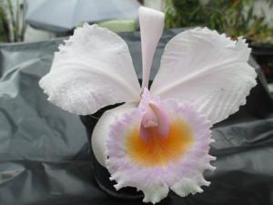 Cattleya schroederae